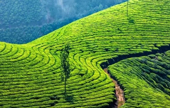 Kerala Tour & Holiday Packages